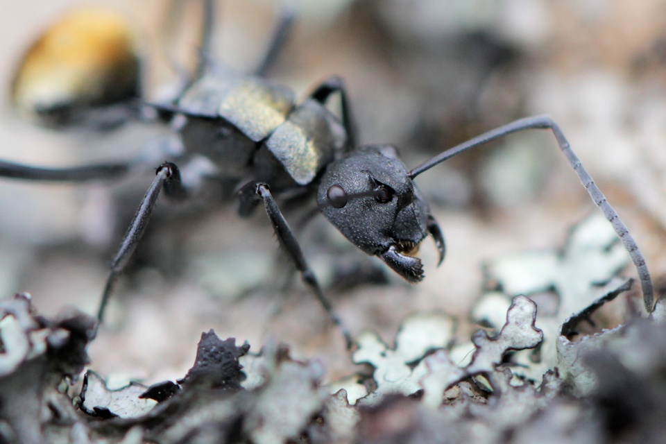 Spiny Ant (Polyrhachis ammon) (Polyrhachis ammon)